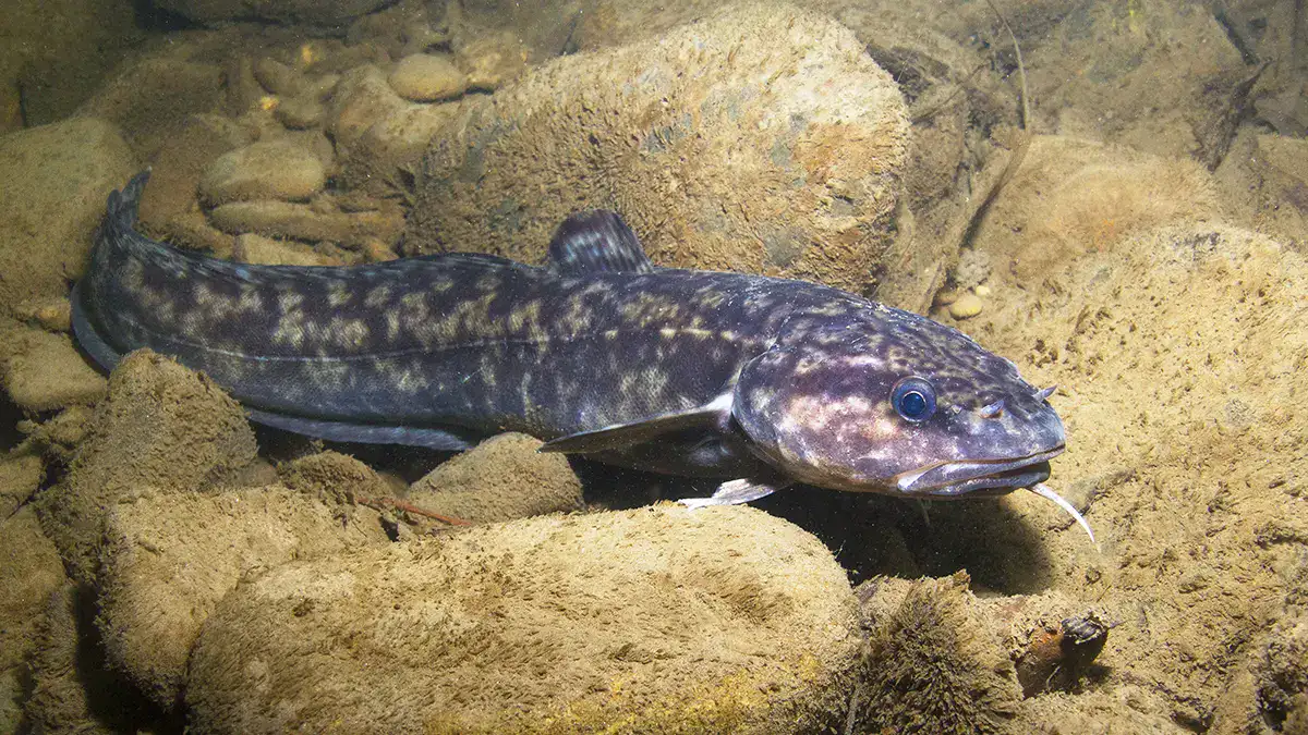 An underwater image of a burbot.