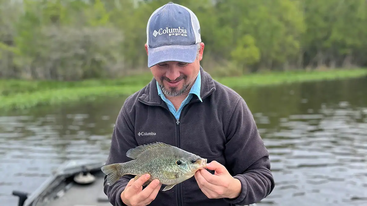 Shellcrackers like this provide thick fillets, and a fun fight to boot.