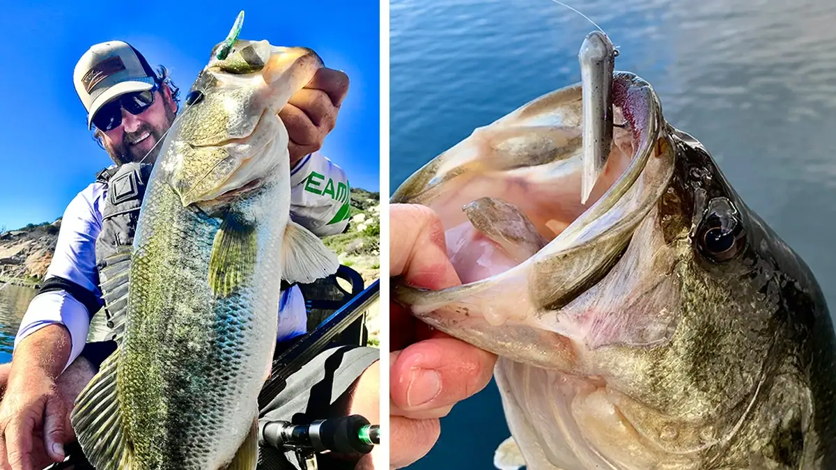 Hookup Baits creator Chad Gierlich with a largemouth (left); a chunky bass on a ‘chovy colored Hookup Bait (right).