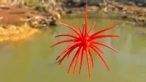 Lead image for Fuzzy Baits 101.