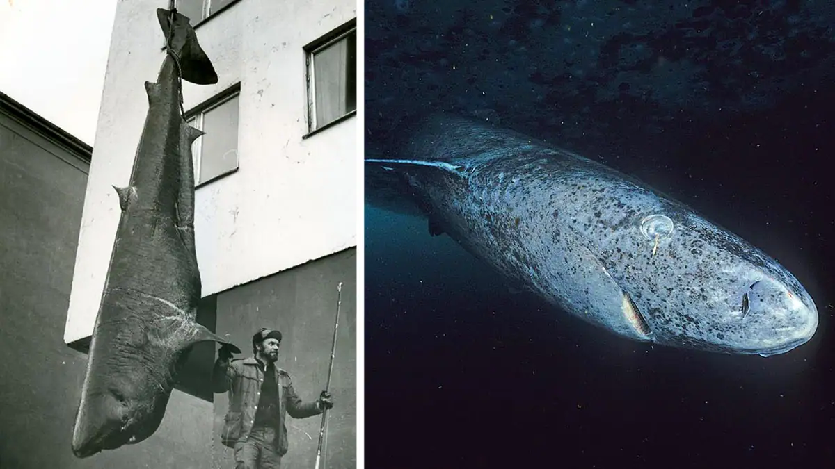 The Greenland shark: a record catch at left; in profile underwater at right.