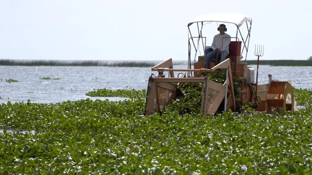 mechanical harvester gathering vegetation