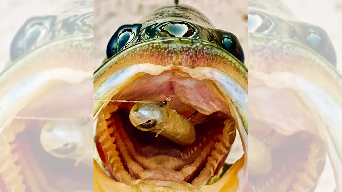 A bass with a Hookup Bait in its wide-open mouth.