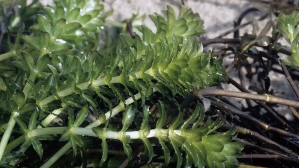 invasive hydrilla