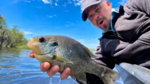 Fish for Shellcrackers in May to Get More Meat for Your Money