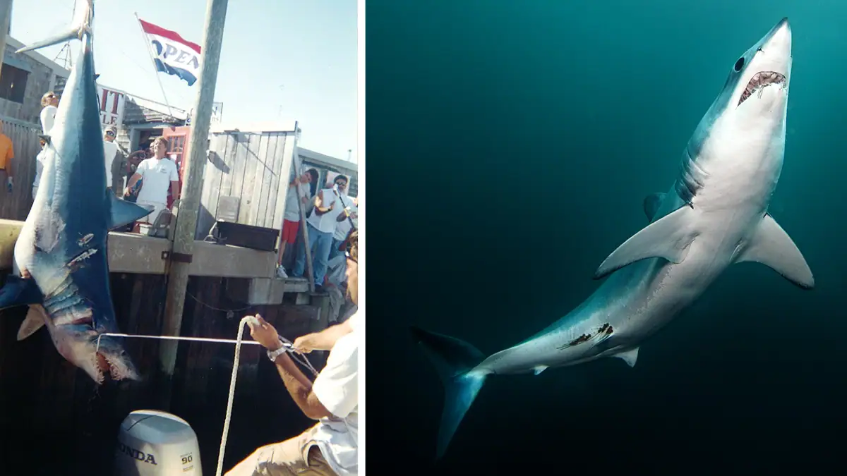 Two images of the mako shark.