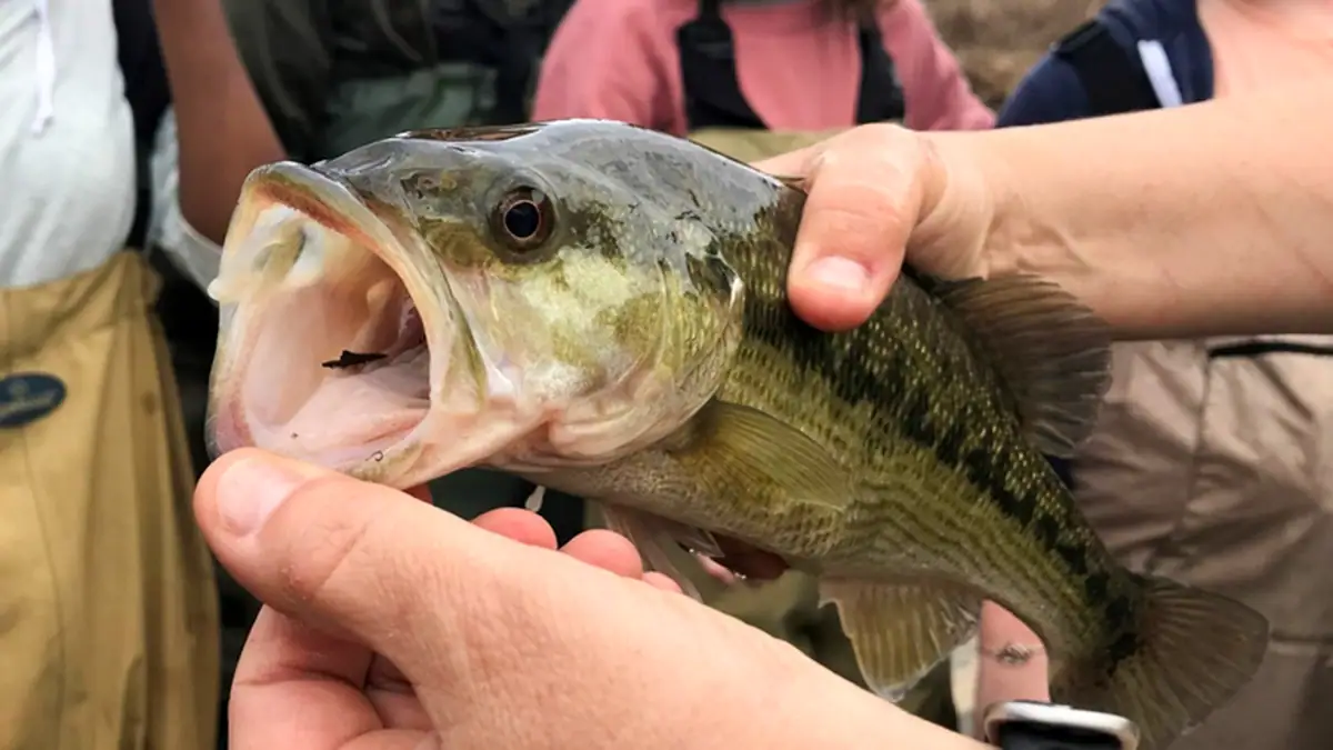 A view of an Alabama bass with its mouth open.