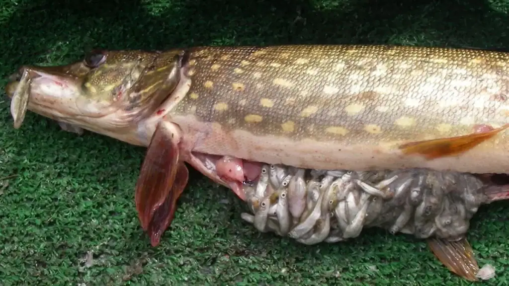northern pike stomach contents ADFG