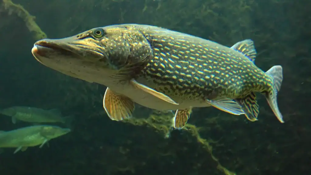 northern pike underwater