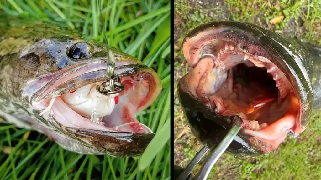 northern snakehead mouth