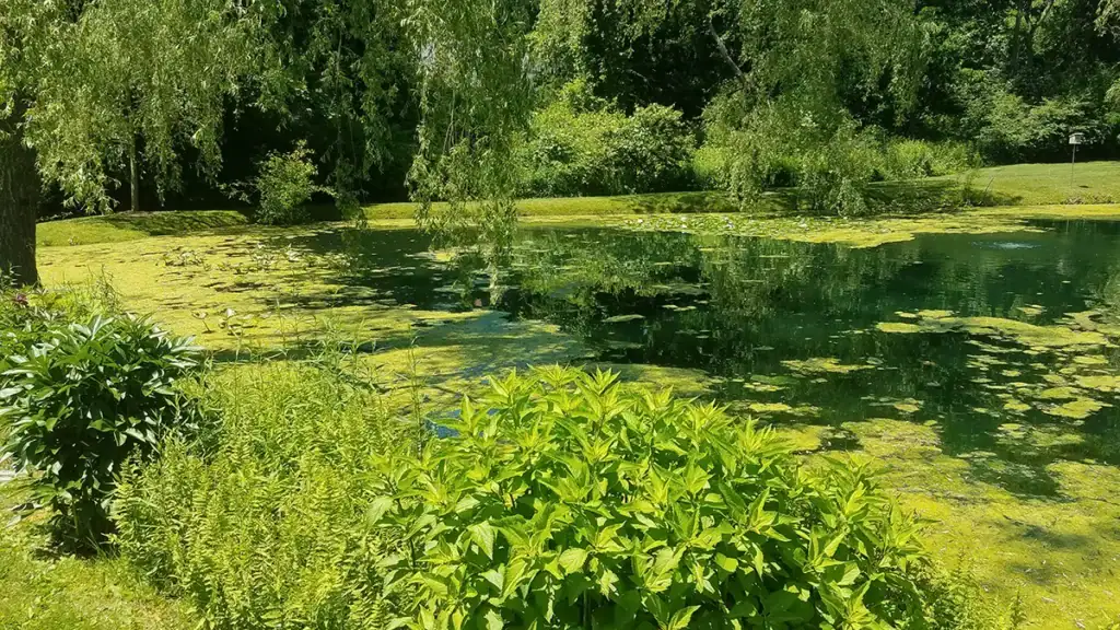 Pond with algae
