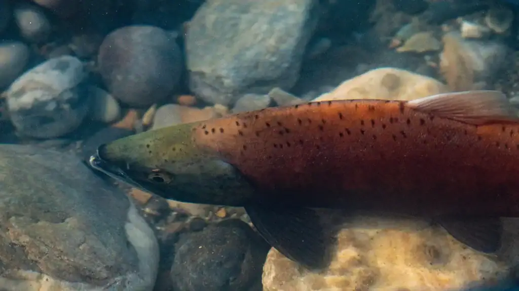 salmon in stream