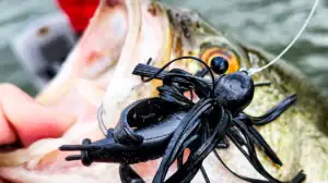 Close up of a skirted jig and bass.