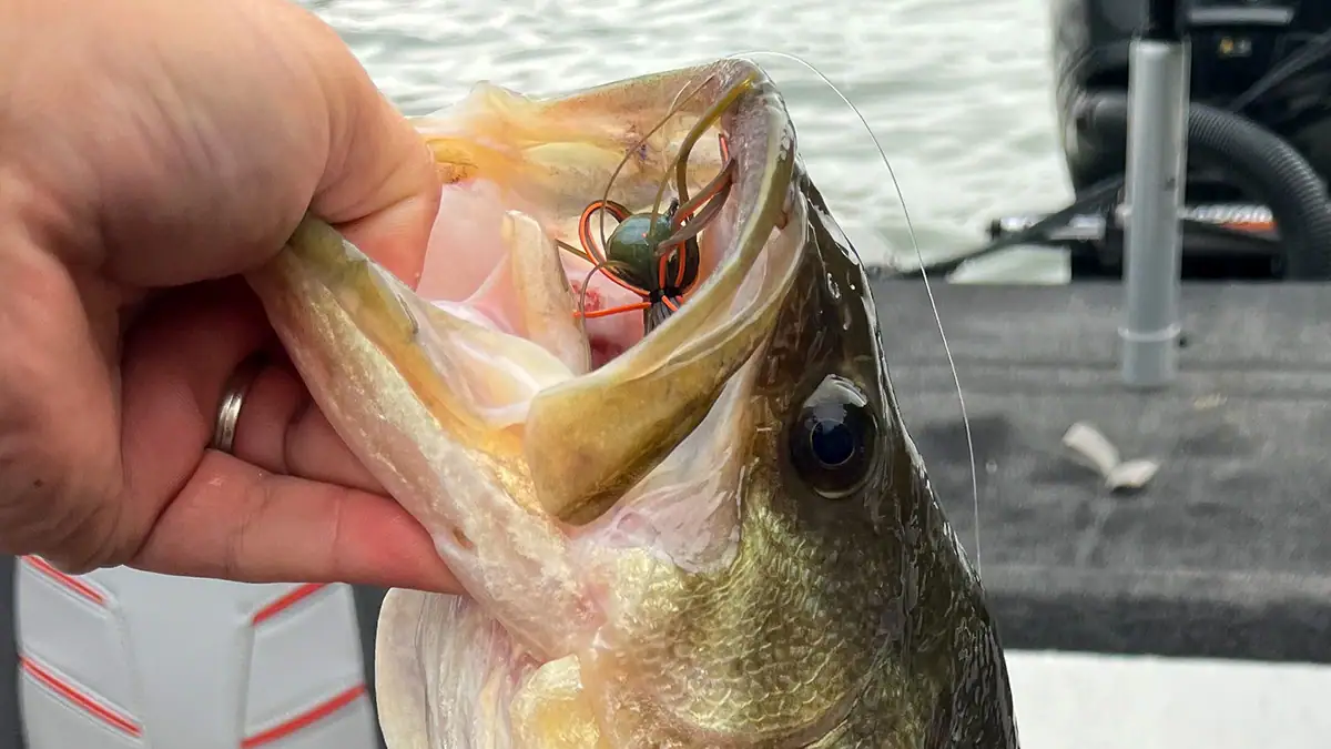 A bass with a skirted jig in its open mouth.