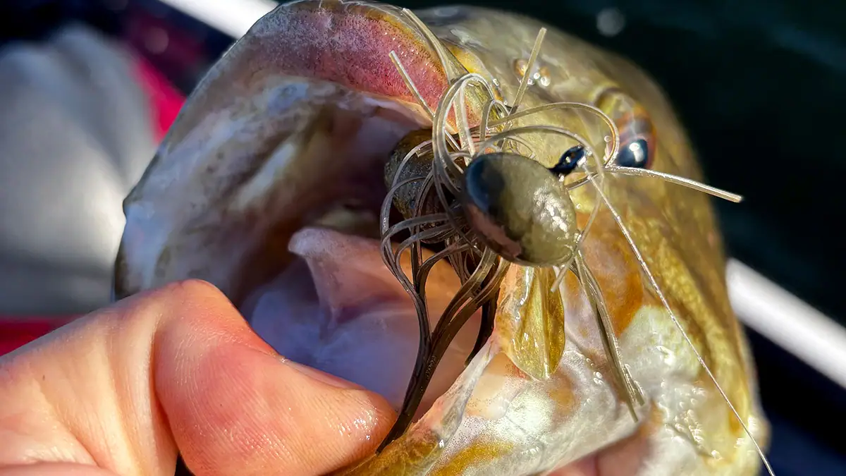 A hooked bass with a skirted jig near its open mouth.