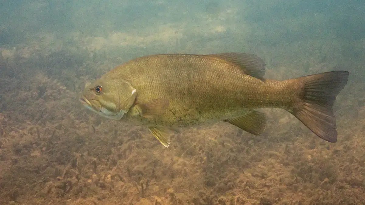 A smallmouth bass underwater.