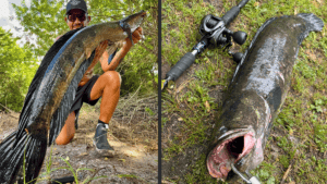 Snakeheads on Long Island? Angler Catches First Recorded Northern Snakehead 