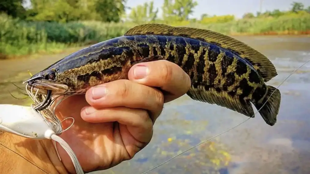 snakehead caught on frog Nick Petrou