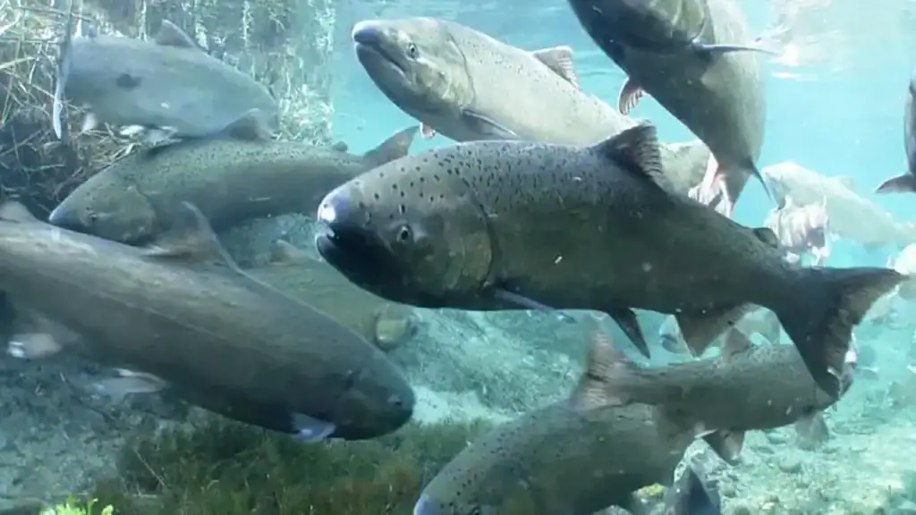 Spring Chinook Salmon