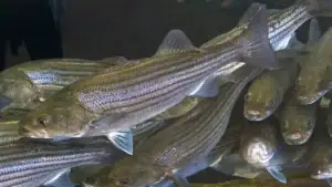 Sushi From The Hudson?: Anglers Can Eat Fish From The Hudson For The First Time In 50 Years