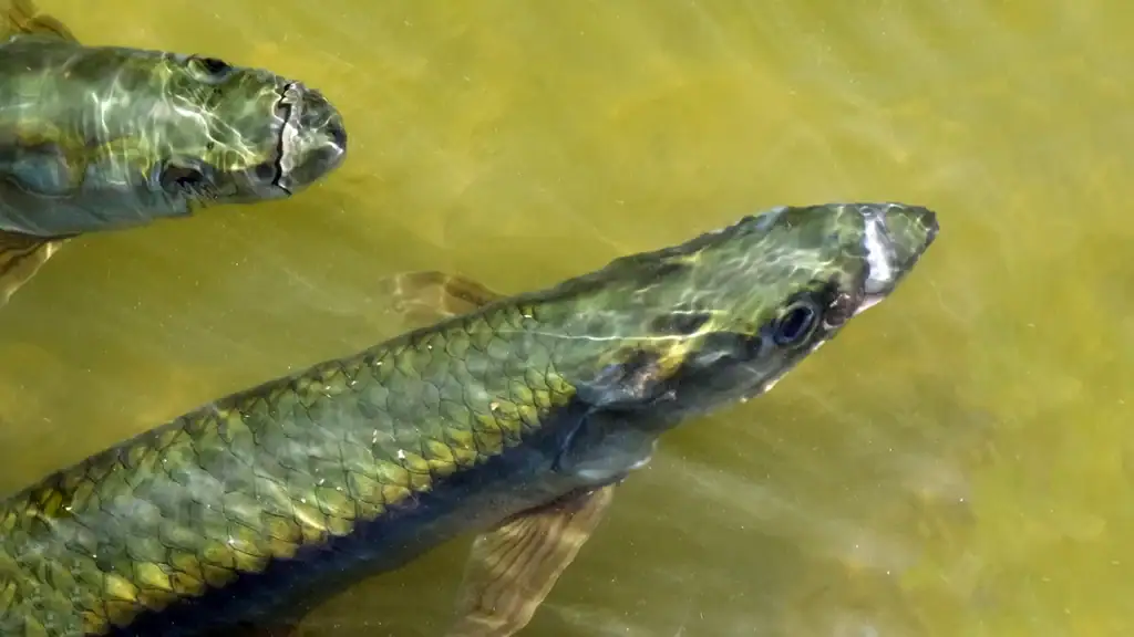 Florida tarpon