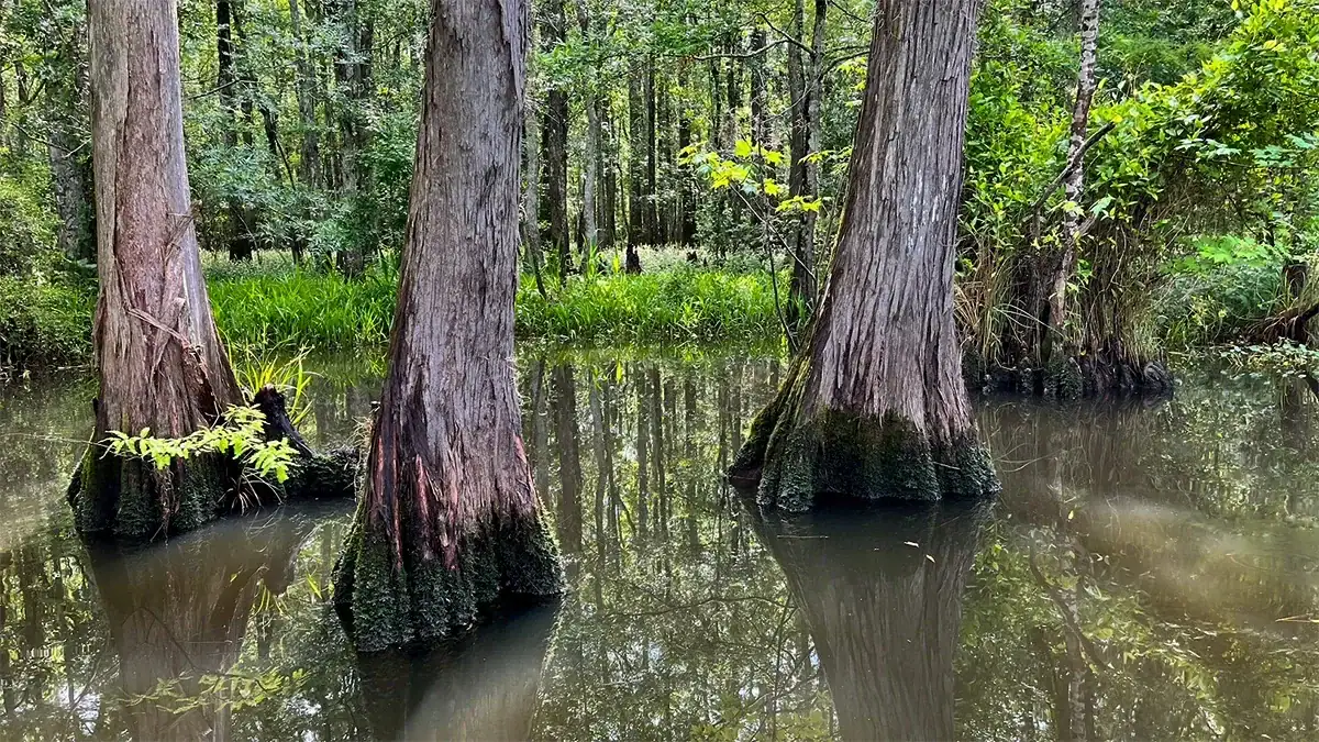 These cypress trees in the Tickfaw River provide the perfect barrier that reduces bank erosion from the main river.