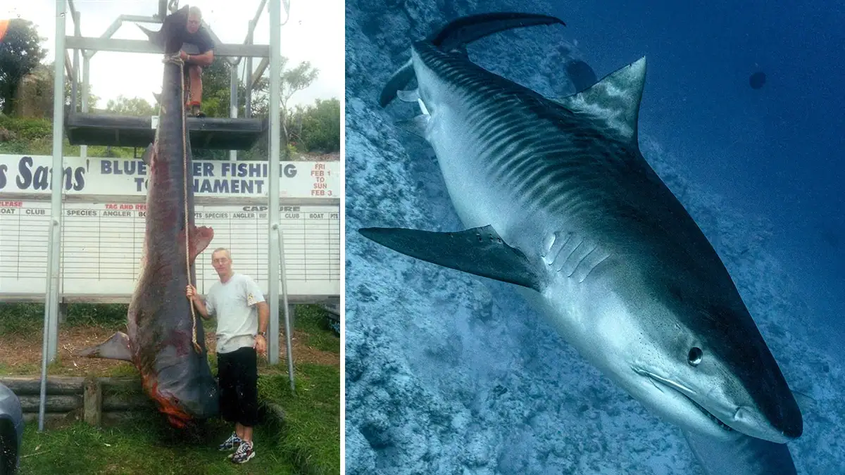 Two images of the tiger shark: the world-record at left, and swimming underwater at right.