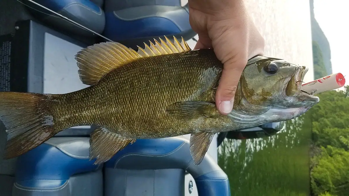 Smallmouth caught with one of the top five baits for post-spawn bass.