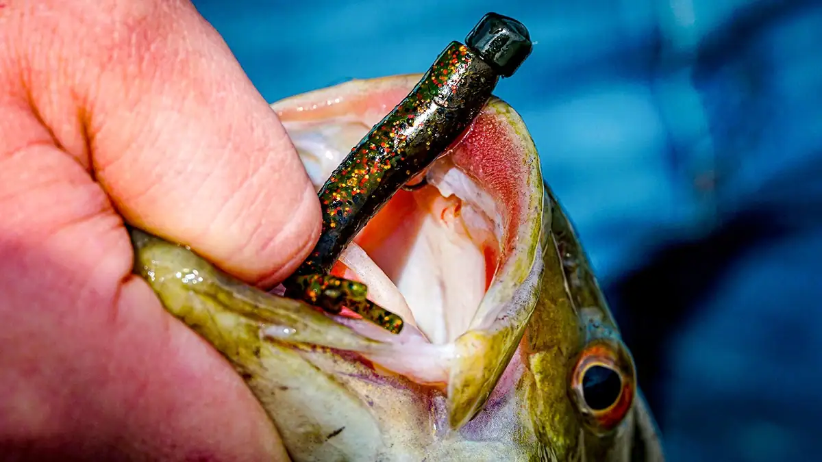 Smallmouth bass with a bait in its mouth.