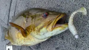 amazing clear cast for fishing lures CAST OG Floater — Lake Pro Tackle