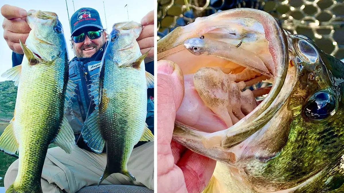 A man holds two bass (left) and a close-up shot of a bass hooked with the Hookup Bait in its open mouth (right).