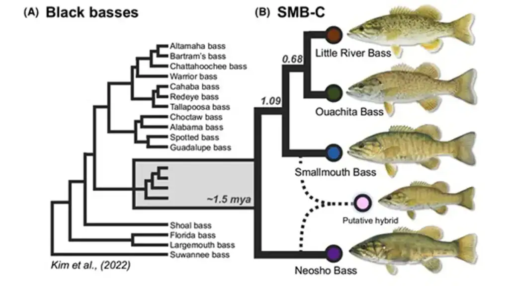 types of smallmouth bass