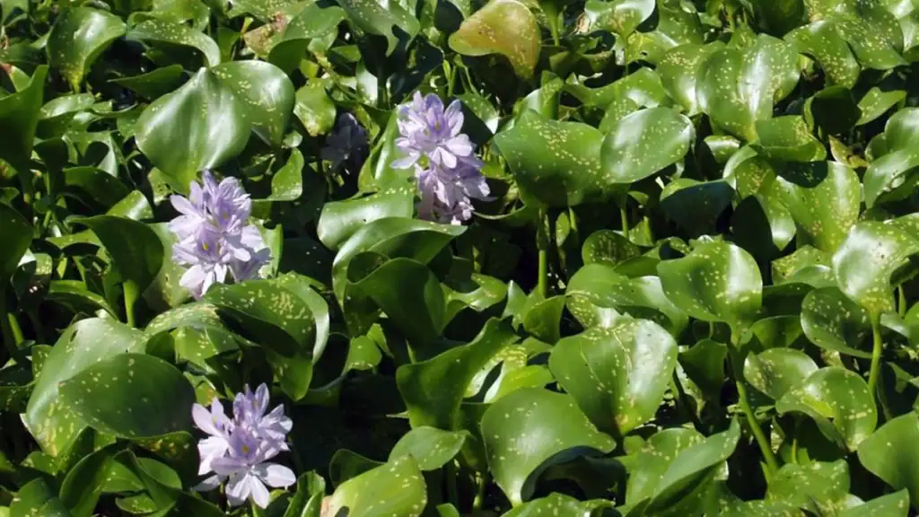 water hyacinth