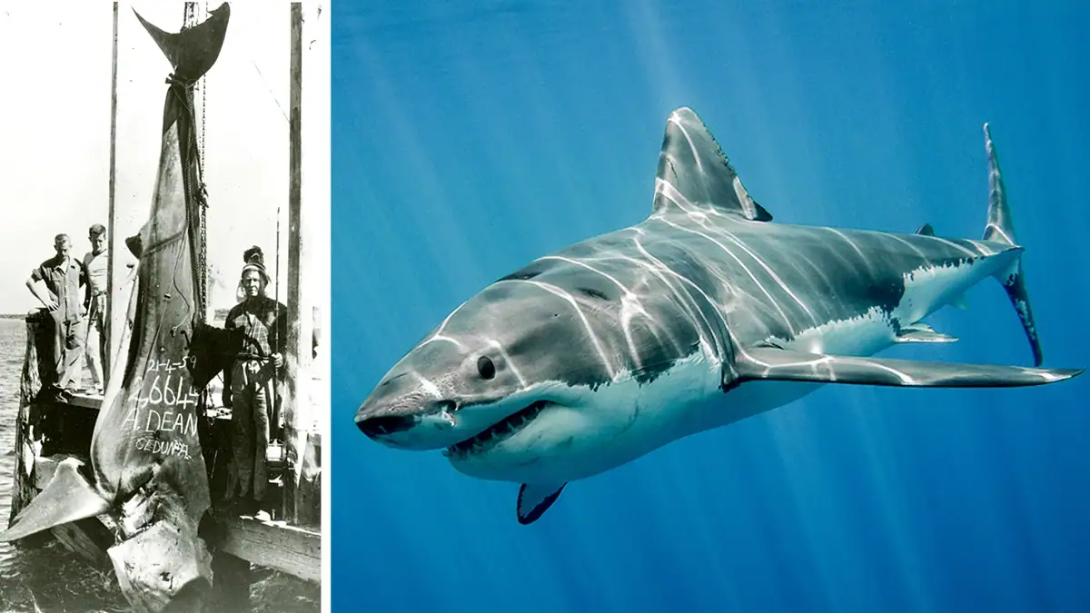 Two images of white sharks.