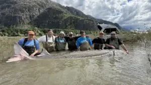 Colossal 1,200-Pound White Sturgeon That Would Have Smashed Record Caught-And-Released