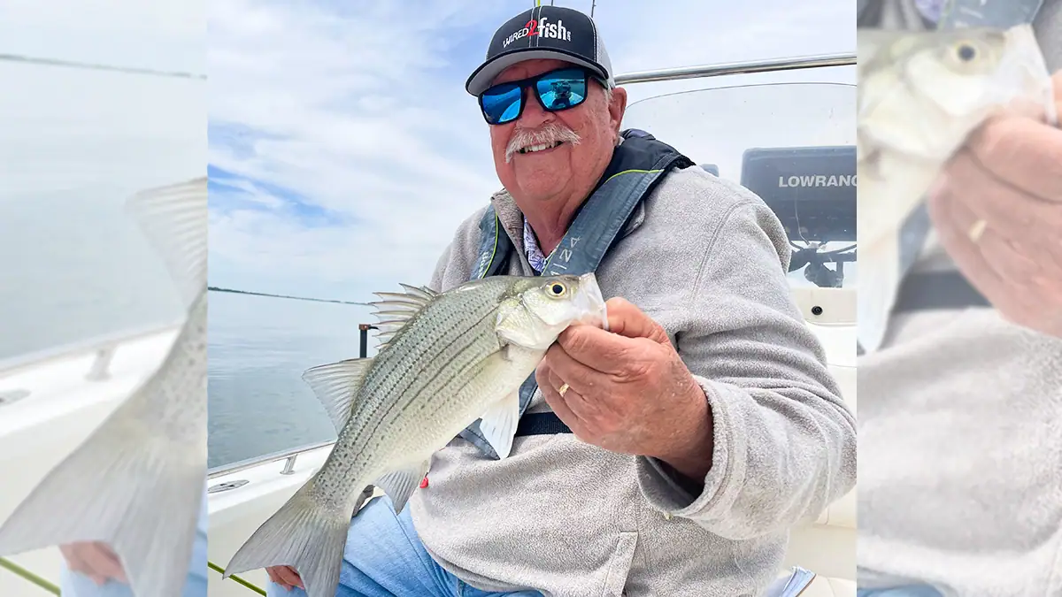 Catching white bass out of a big school is so easy that even an outdoor writer — in this case, Brent Frazee — can do it.