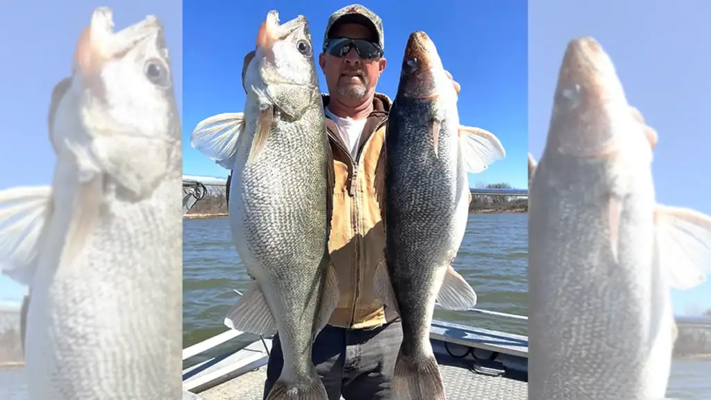 Craig Johnson holds two big walleyes netted at El Dorado Lake in Kansas during a spring egg-taking operation.