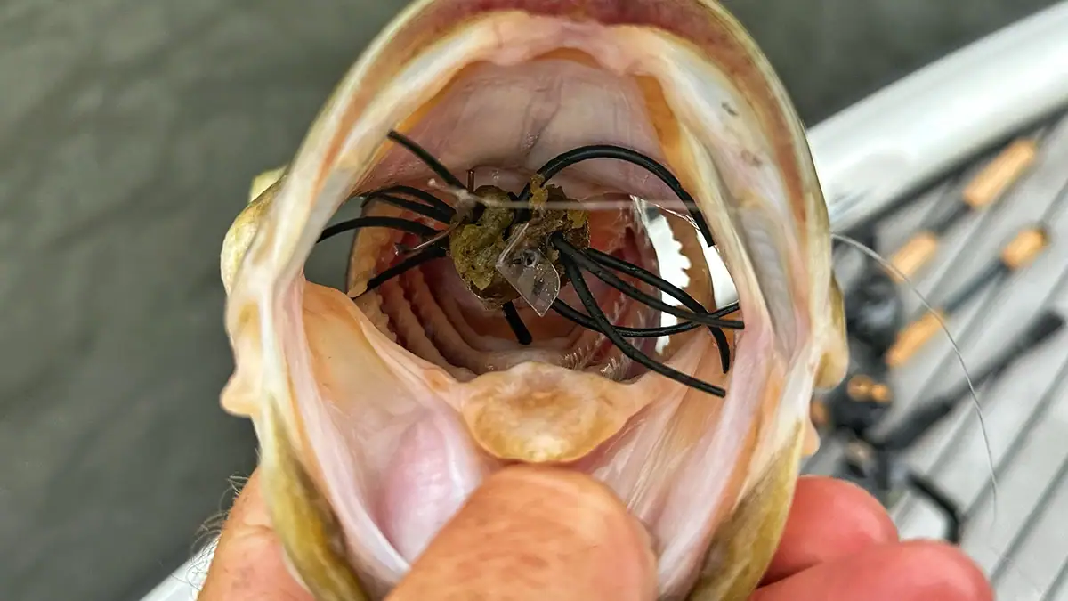 A DIY urchin bait gets a bite.
