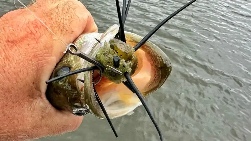Catching a fish on a homemade urchin-style bait.
