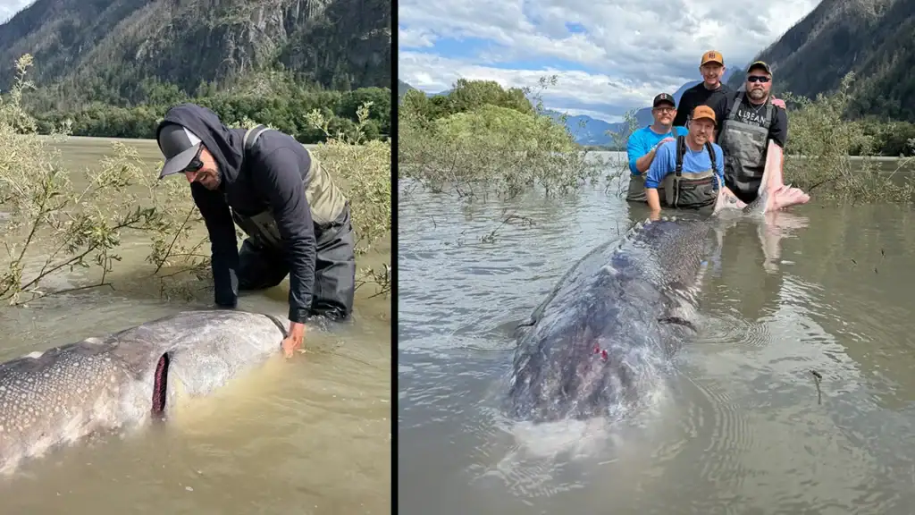 Giant BC record sturgeon