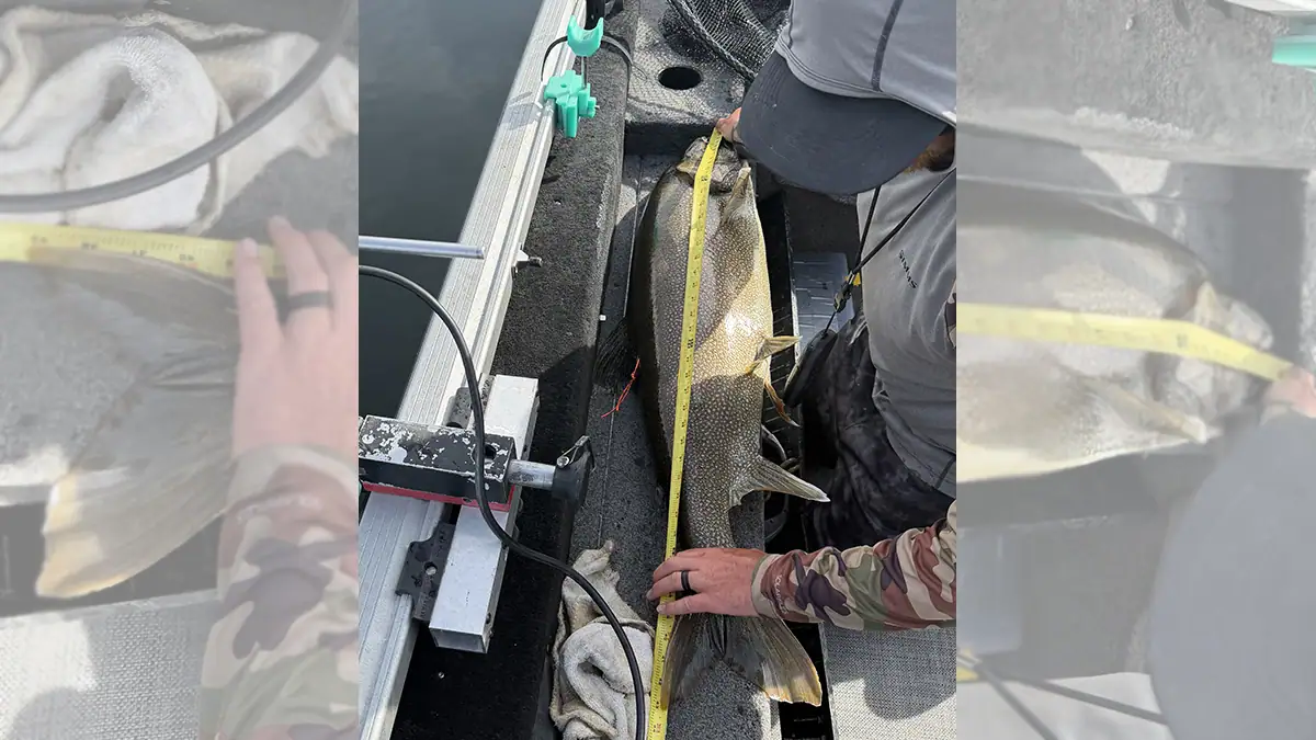 Measuring Dylan Smith's 43.25-inch, 30-pound lake trout, which has officially set the Idaho catch-and-release record — a record that Dylan's held twice now.