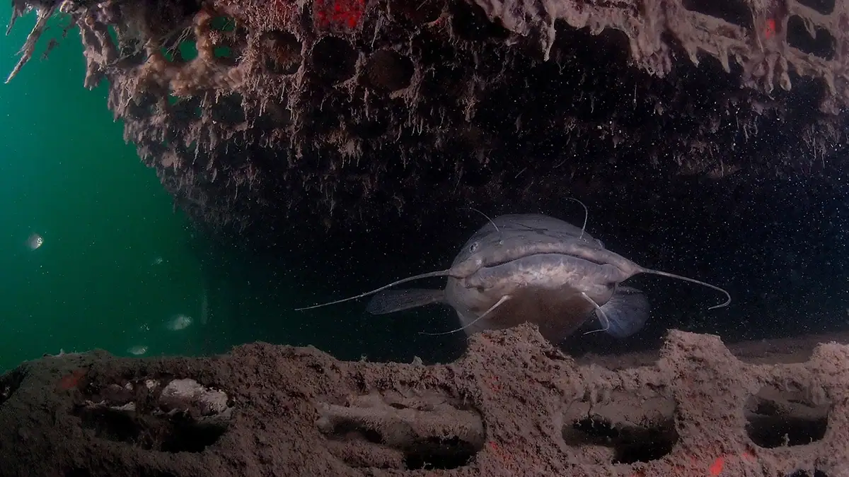 A catfish in the waters of Lake Havasu, Arizona.