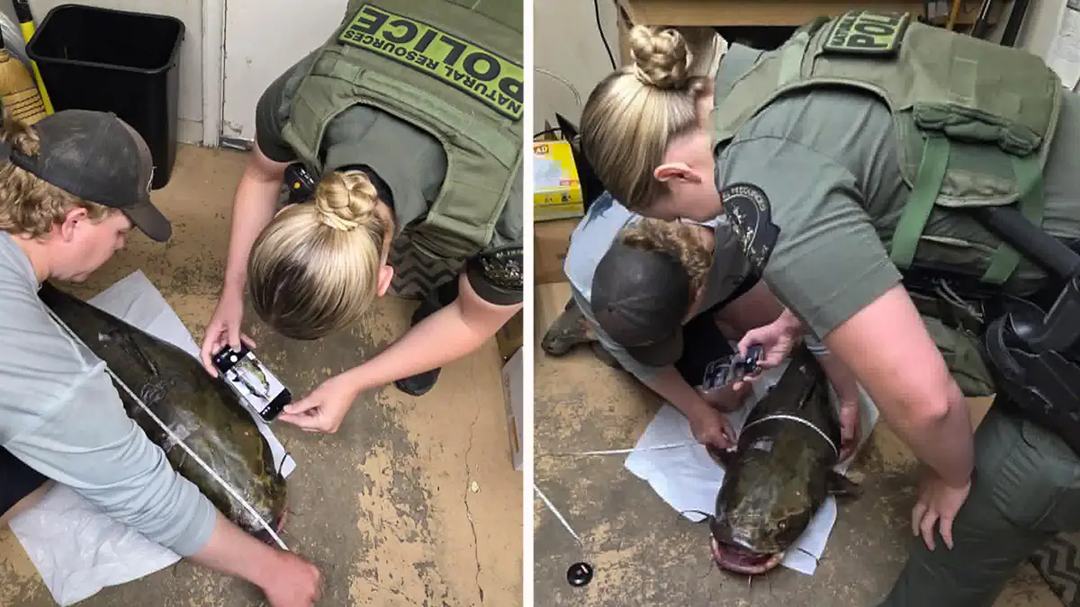 Jenna McDermott, an officer with Delaware’s Fish and Wildlife (DFW) agency, witnessed the weighing and measuring of Scott Failor's state-record flathead catfish.