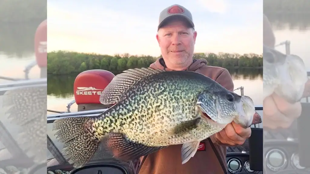 David Selle's May 3 black crappie has officially been named the new Minnesota record, weighing 4.1 pounds and measuring 18 inches in length with a girth just over 16 inches.