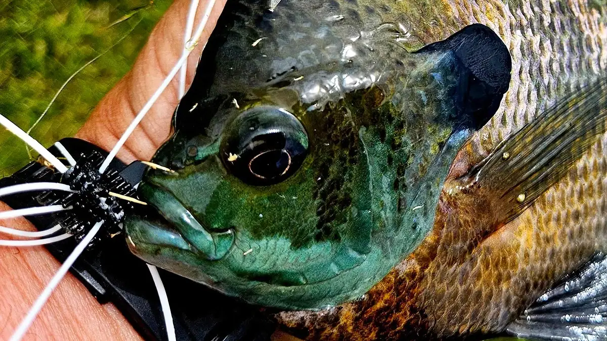 A closeup of a bluegill caught on one of Gene Murray's homemade lures.