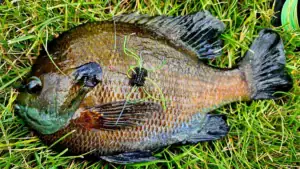Fly-Rod Anglers Are Now Joining In on the Dice and Urchin Lure Craze