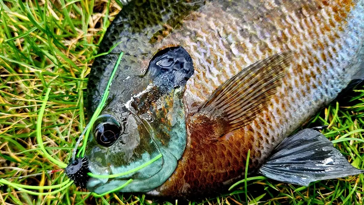 A bluegill that Gene Murray caught with a homemade fly-rod lure.