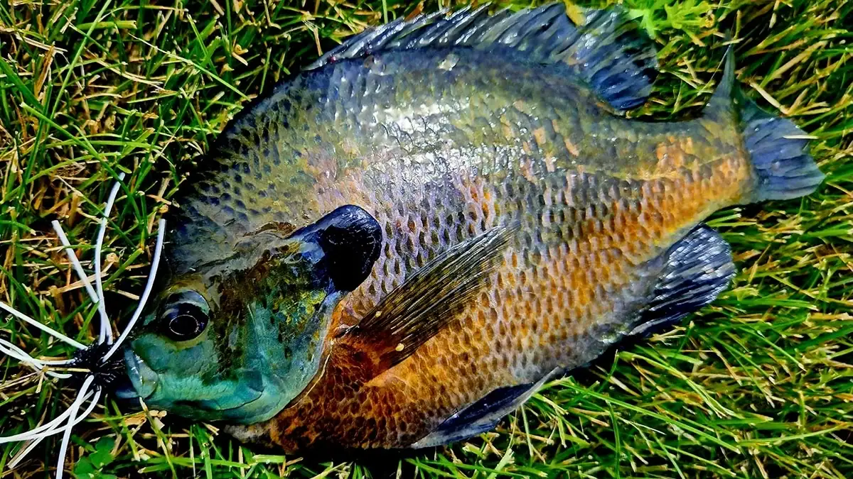 A bluegill that Gene Murray caught with a fly-fishing dice he made himself.