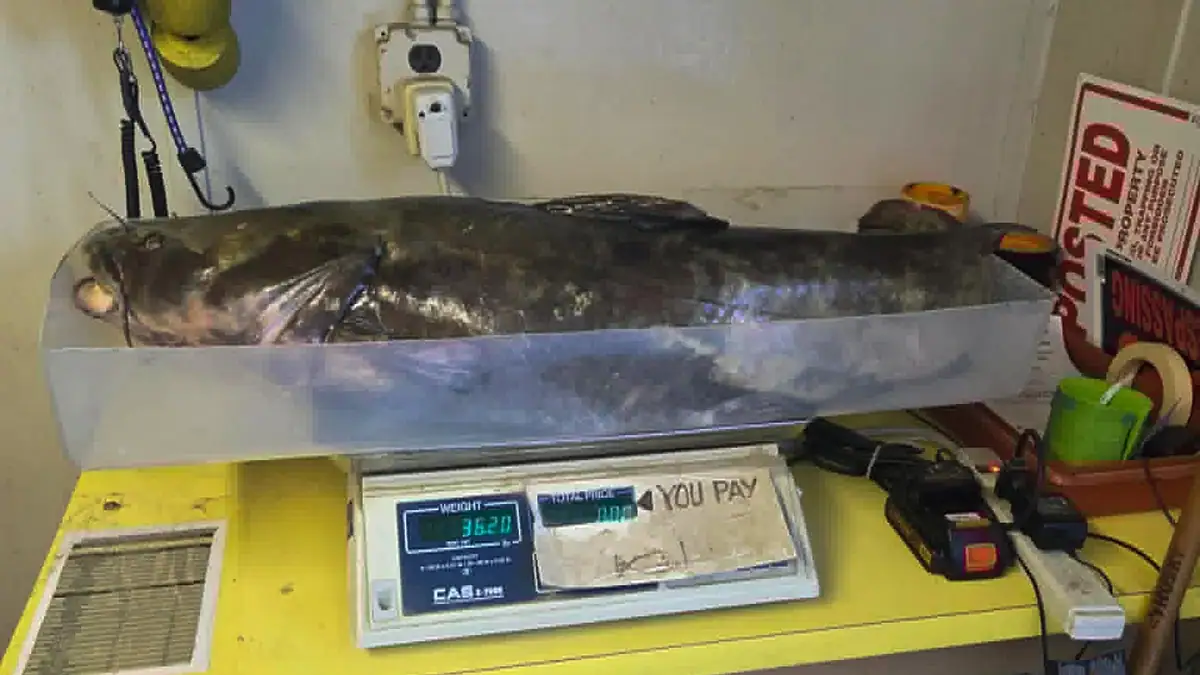 Scott Failor's Delaware-record flathead catfish weighed in at 36.2 pounds on a certified scale.