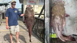 Massive 113.7-Pound Flathead Catfish Should Crush Record By Nearly 30 Pounds